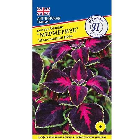 Колеус Мермеризе Шоколадная роза (престиж) 5 шт – купить в г. Омск Колеус Мермеризе Шоколадная роза (престиж) 5 шт – купить в г. Омск