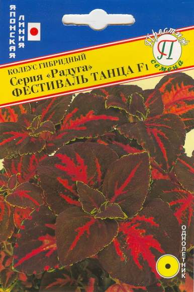 Колеус серия радуга Фестиваль танца F1 (престиж) 10шт – купить в г. Омск Колеус серия радуга Фестиваль танца F1 (престиж) 10шт – купить в г. Омск