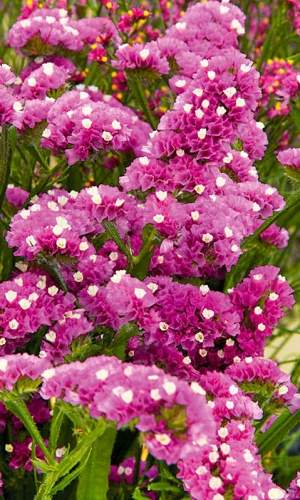 Статица Суприм карминная (поиск) 0,15 гр  – купить в г. Омск