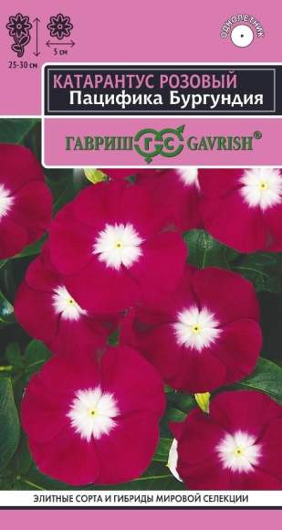 Катарантус Пацифика бургунди (гавриш) 5шт – купить в г. Омск Катарантус Пацифика бургунди (гавриш) 5шт – купить в г. Омск