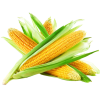 Кукуруза