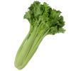 сельдерей
