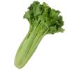 сельдерей