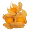 Физалис