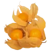 Физалис